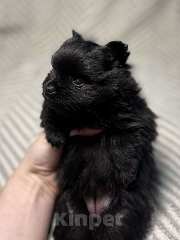 Собаки в Екатеринбурге: Померанский шпиц, щенок  Мальчик, 25 000 руб. - фото 1