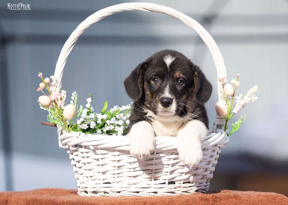 Собаки в Москве: Мальчик корги Мальчик, Бесплатно - фото 6