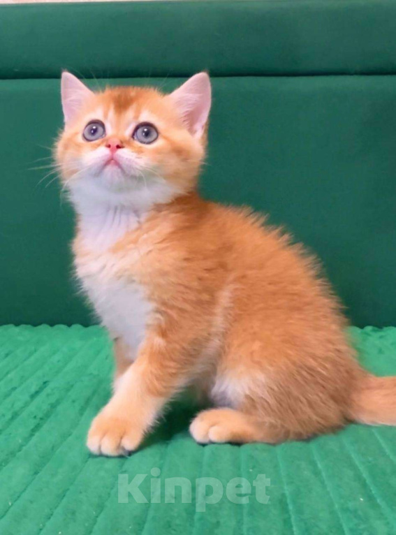 Кошки в Москве: Джемка Мальчик, 60 000 руб. - фото 1