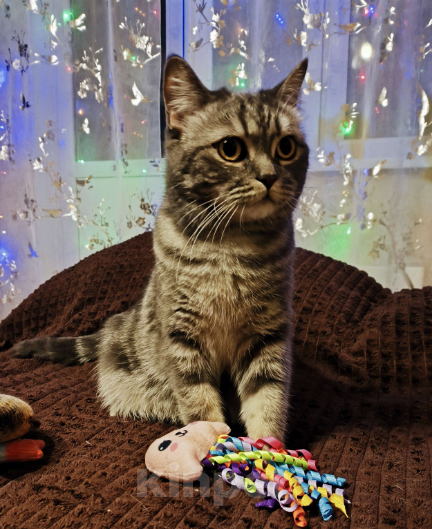 Кошки в Москве: Margo Девочка, Бесплатно - фото 4