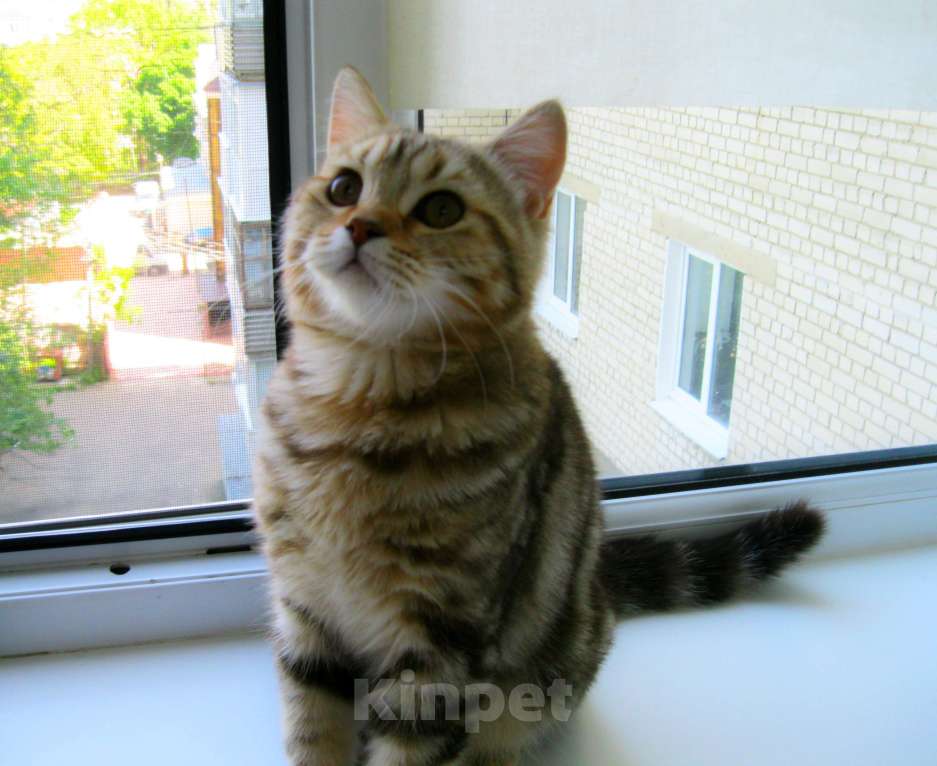 Кошки в Ставрополе: Кот шотландский подросток Мальчик, 10 000 руб. - фото 2