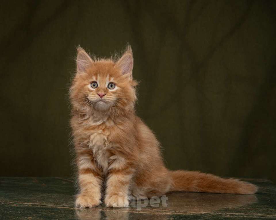 Кошки в Новосибирске: Мейн-кун,кот Мальчик, 35 000 руб. - фото 1
