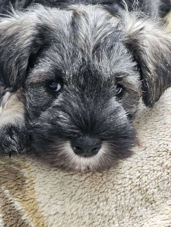 Собаки в Москве: Цвергшнауцер щенки девочки Девочка, 63 000 руб. - фото 3