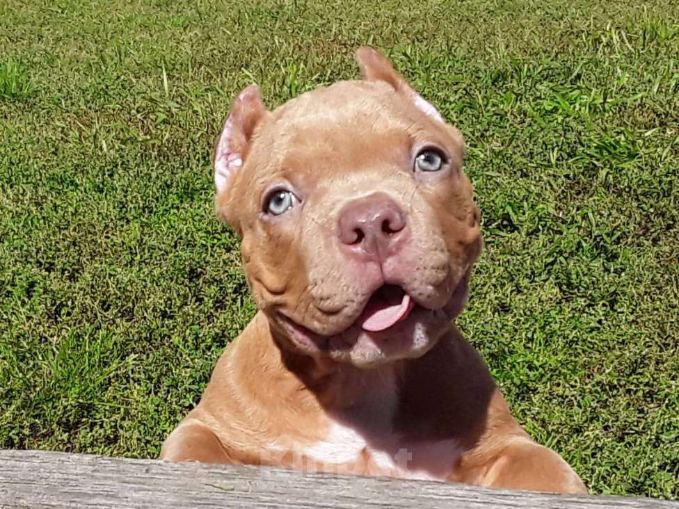 Собаки в Новосибирске: Щенок Американского булли пацан красный  Мальчик, 50 000 руб. - фото 8