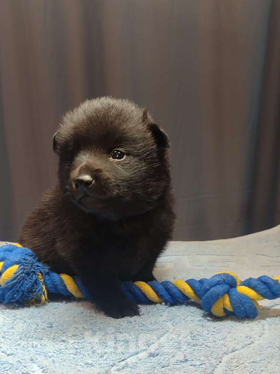 Собаки в Раменском: Щенки шипперке от титулованных родителей в домашних условиях (Фиолетовая) Девочка, 85 000 руб. - фото 1