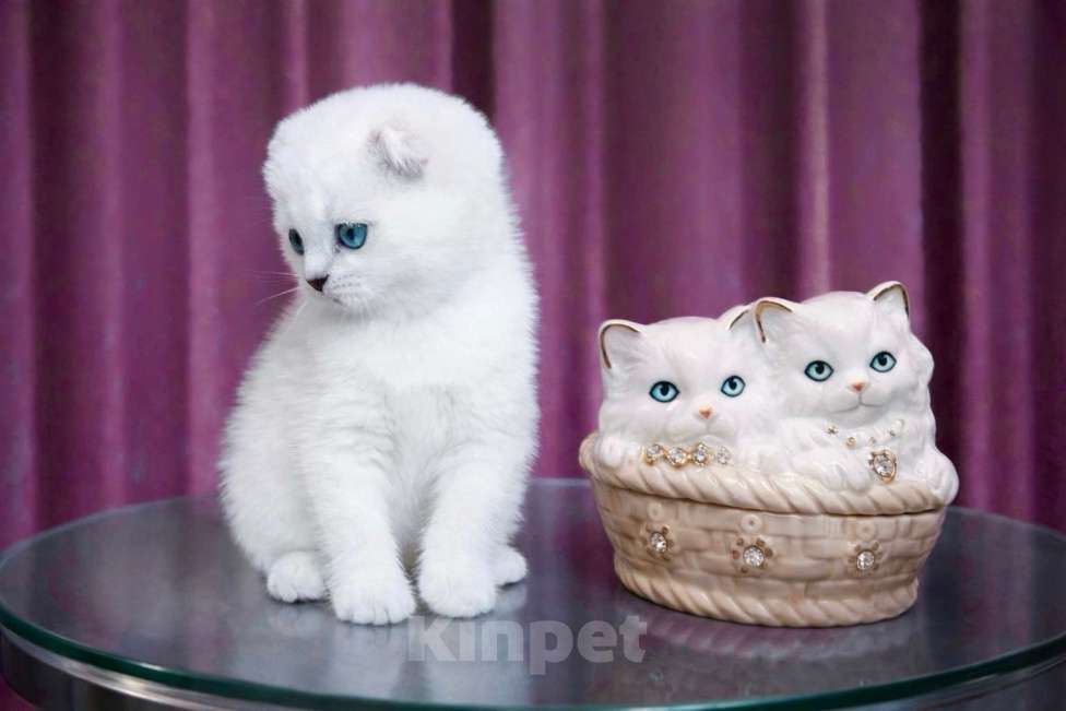 Кошки в Миассе: Девочка скоттиш фолд голубоглазка Девочка, 25 000 руб. - фото 2