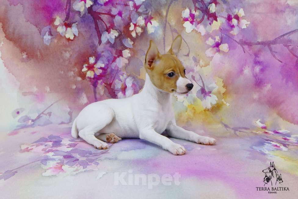 Собаки в Санкт-Петербурге: Щенок той-фокстерьера, мальчик Мальчик, 50 000 руб. - фото 4