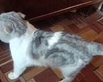 Кошки в Москве: Домашний котик в беде, срочно нужен дом Мальчик, Бесплатно - фото 3