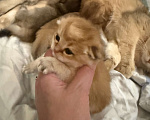 Кошки в Москве: Котята Scottish fold Мальчик, 50 000 руб. - фото 4