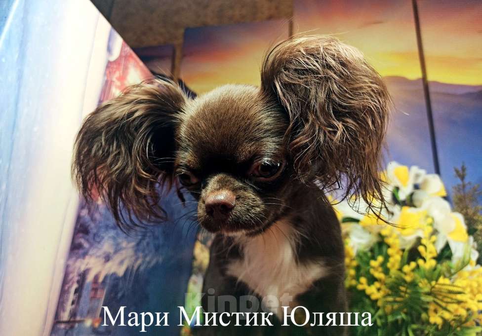 Собаки в Санкт-Петербурге: Юляша шикарная чихуахуа без брака Девочка, 120 000 руб. - фото 3