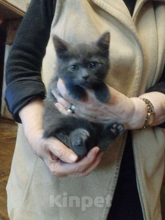 Кошки в Москве: Мальчик русский голубой Мальчик, 4 000 руб. - фото 1