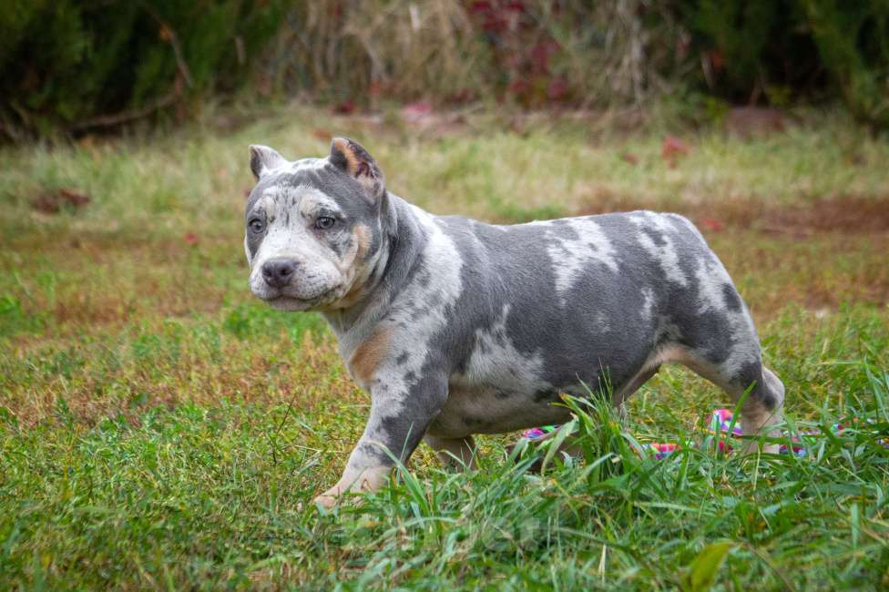 Собаки в других городах Московской области: Американский Булли девочка покет Девочка, 100 000 руб. - фото 4