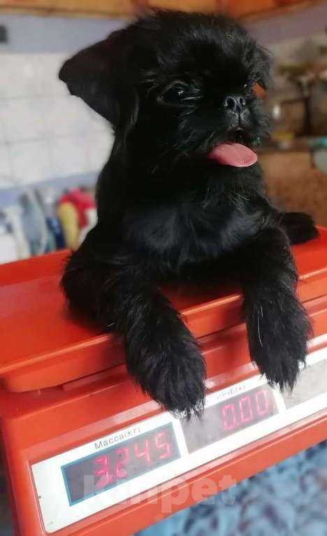 Собаки в Кемерово: Брюссельский гриффон Мальчик, 50 000 руб. - фото 3