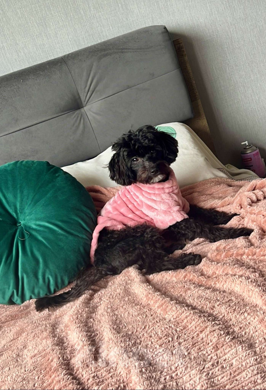 Собаки в Краснодаре: Два братика 🖤🩶 Мальтипу Ф1 Мальчик, 55 000 руб. - фото 2