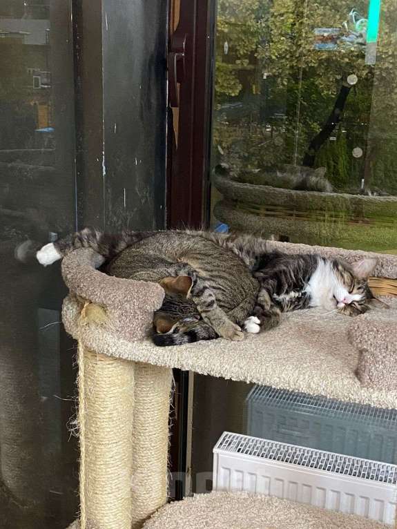 Кошки в Москве: ищет дом профессиональный инструктор по комфортному сну 🛌 Мальчик, Бесплатно - фото 6