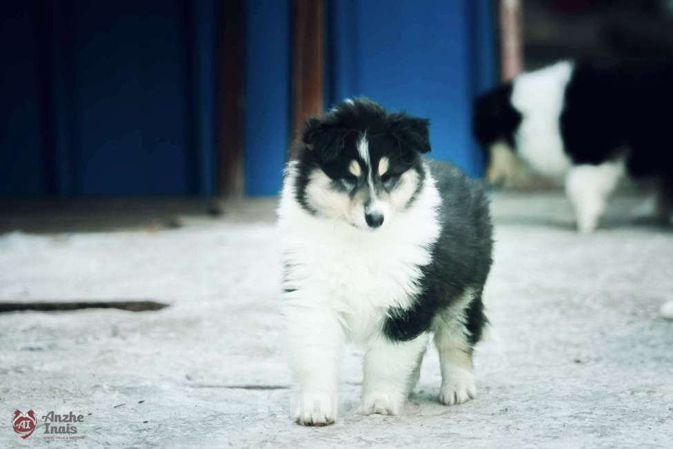 Собаки в Челябинске: Девочка колли  Девочка, Бесплатно - фото 6