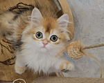Кошки в Казани: Шотландский прямоухий длинношерстный котенок Мальчик, Бесплатно - фото 4