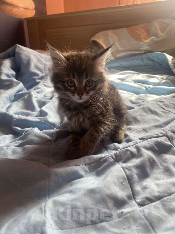 Кошки в Рязани: Котята в добрые руки  Девочка, Бесплатно - фото 2