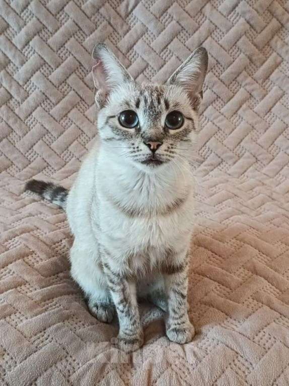 Кошки в Москве: Тайская кошечка срочно ищет дом! Девочка, Бесплатно - фото 3