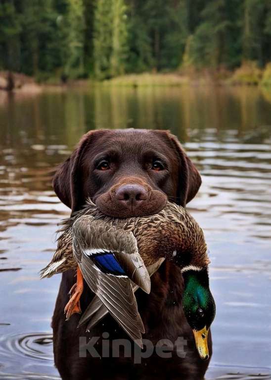 Собаки в Воронеже: Щенки Лабрадора Мальчик, 60 000 руб. - фото 2