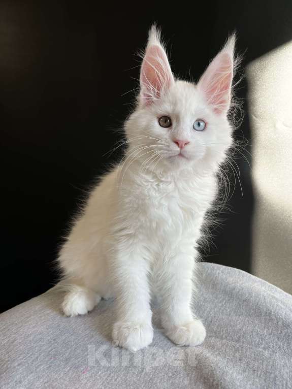 Кошки в Москве: Разноглазый Мейн-кун Мальчик, 95 000 руб. - фото 2