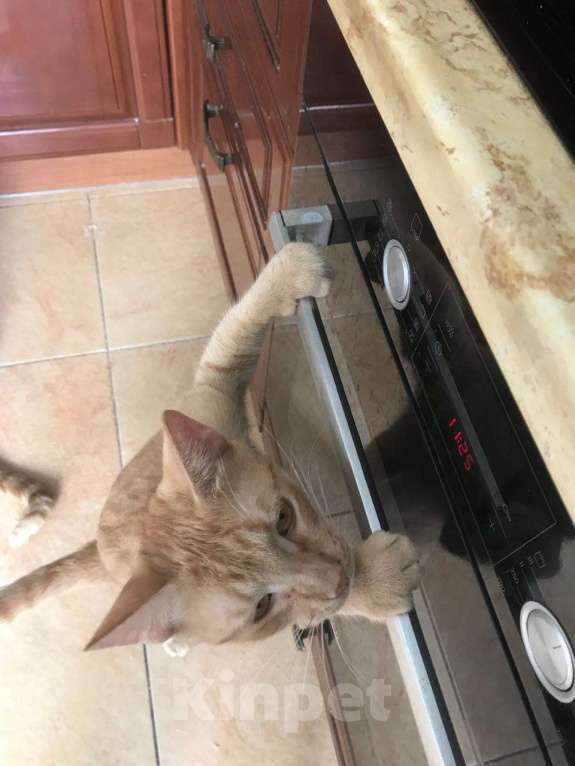 Кошки в Москве: Ищем дом для Солнышка Мальчик, Бесплатно - фото 5