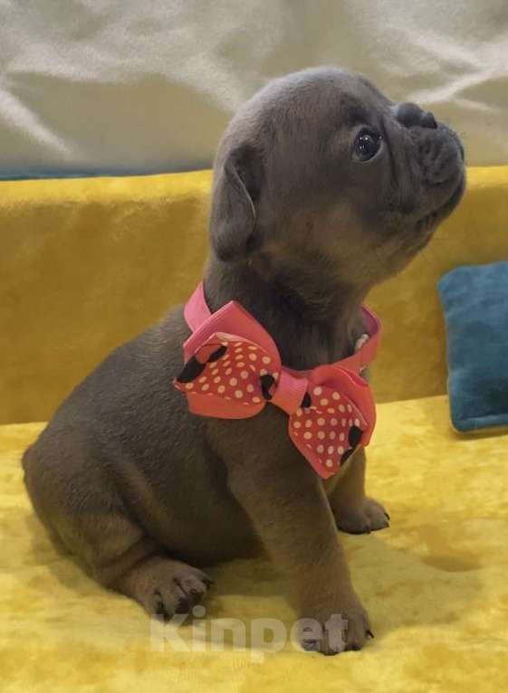 Собаки в Нижнем Новгороде: Щенки французского бульдога  Девочка, Бесплатно - фото 6