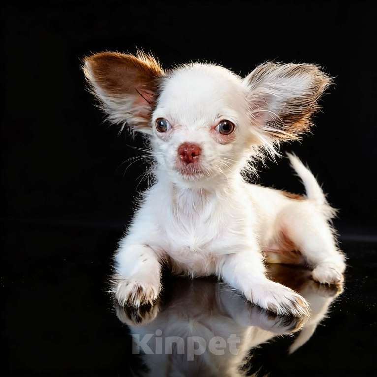 Собаки в Апрелевке: Длинношёрстная чихуахуа мини Девочка, 50 000 руб. - фото 3