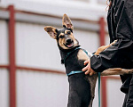 Собаки в Москве: Веселая, добрая, ласковая, невероятно контактная малышка Сильвия! Девочка, Бесплатно - фото 3