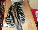 Кошки в Чебоксарах: Вязка британец, 500 руб. - фото 3
