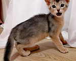 Кошки в Одинцово: Абиссинские котята Девочка, 20 000 руб. - фото 4