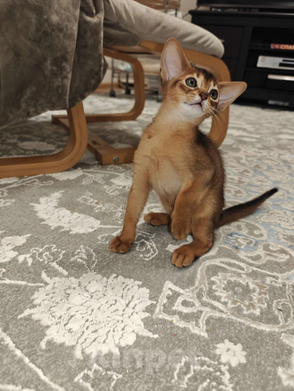 Кошки в Мытищах: Абиссинские котята в домашние любимцы Девочка 1 Девочка, 45 000 руб. - фото 3