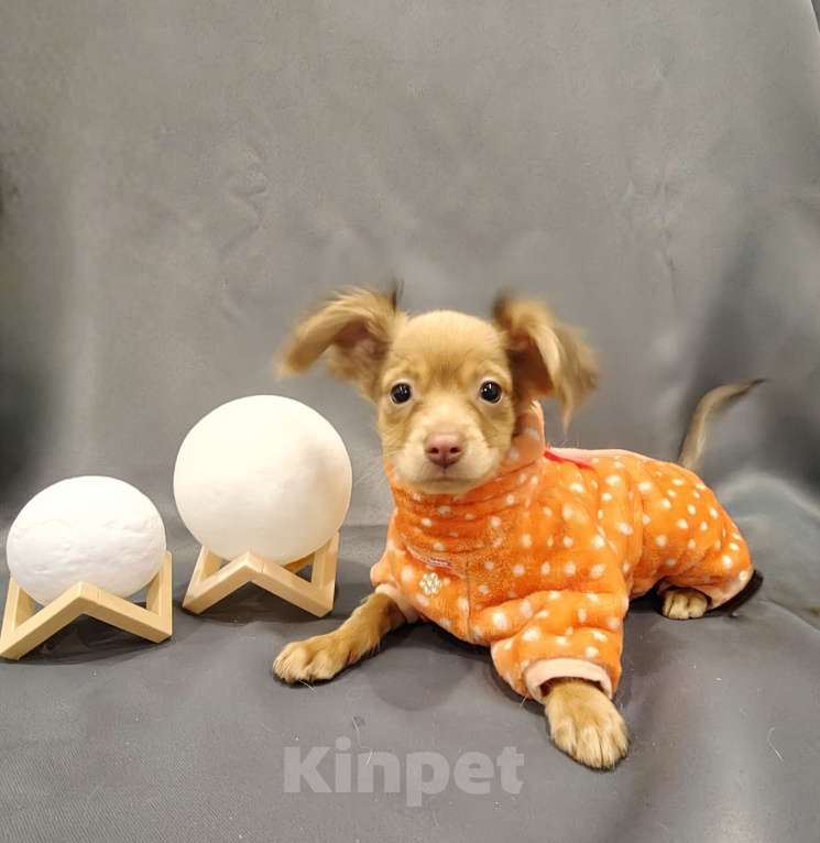 Собаки в Тюмени: Мальчик Тойчик🥰 Мальчик, 40 000 руб. - фото 4