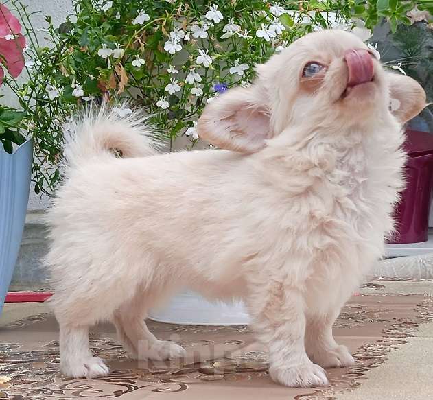Собаки в Санкт-Петербурге: Чудесная девочка, щенок чихуахуа длинношерстная, 2,5 мес. Девочка, 35 000 руб. - фото 1