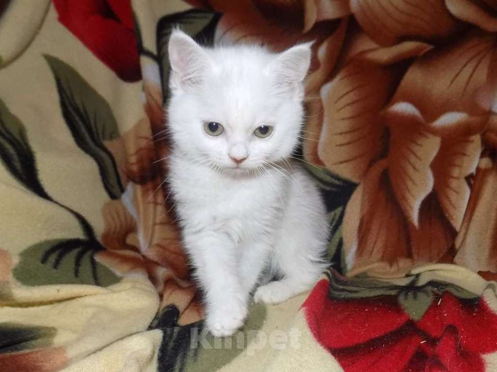 Кошки в Москве: Британские котята Девочка, 15 000 руб. - фото 5