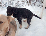 Собаки в Кемерово: Я ищу домик Мальчик, 50 руб. - фото 4