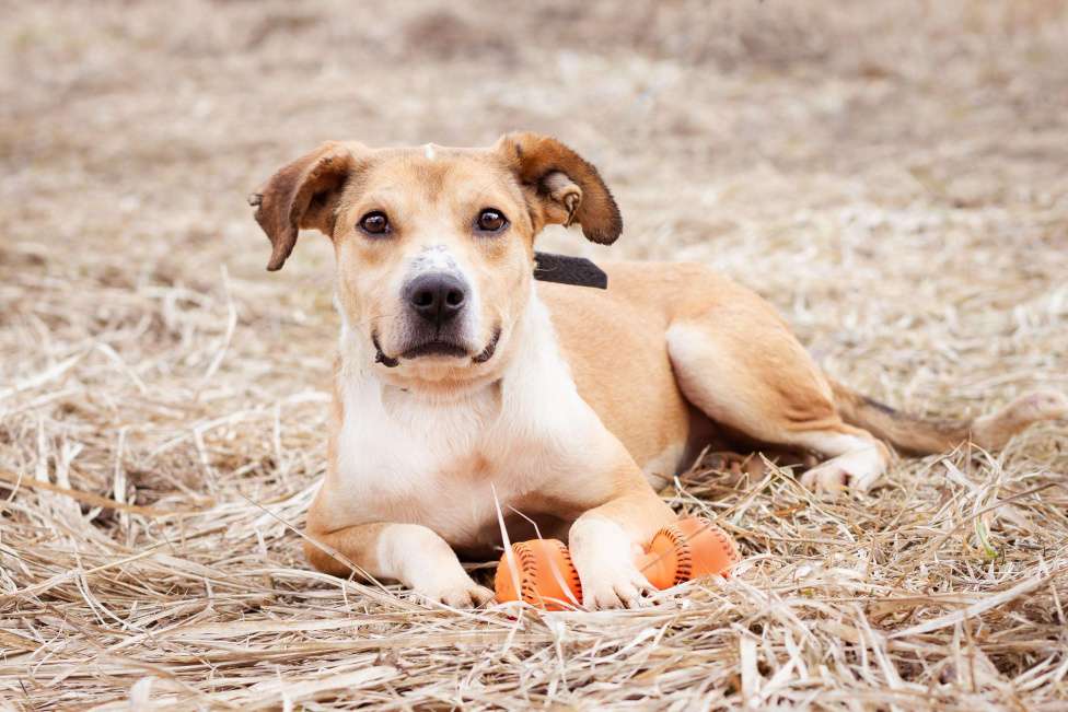 Собаки в Москве: Собака-компаньон в поисках дома и семьи Мальчик, Бесплатно - фото 7