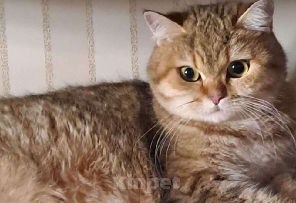 Кошки в Москве: Шотландские котята Девочка, 6 000 руб. - фото 6