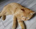 Кошки в Симферополе: добрый, общительный, рыжий кот 1,5 года, с переноской, паспортом и лотком , в добрые руки  Мальчик, Бесплатно - фото 6