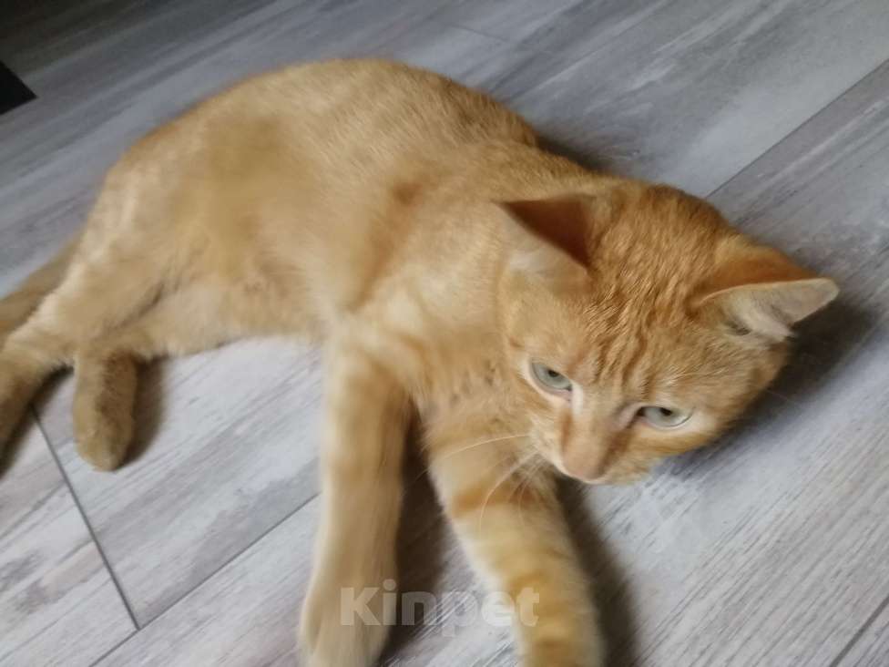 Кошки в Симферополе: добрый, общительный, рыжий кот 1,5 года, с переноской, паспортом и лотком , в добрые руки  Мальчик, Бесплатно - фото 6