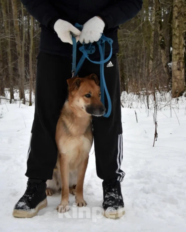 Собаки в Москве: Герда в поисках дома Девочка, Бесплатно - фото 4