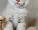 Кошки в Перми: Котята мейн-кун Мальчик, 25 000 руб. - фото 3