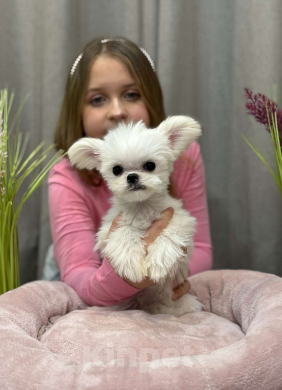 Собаки в Москве: Молли.  Эксклюзивное Микро Девочка, 150 000 руб. - фото 3