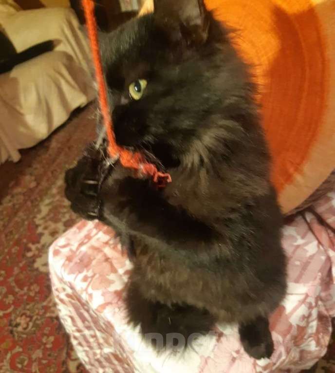 Кошки в Москве: Черный пушистый котенок Мальчик, Бесплатно - фото 6