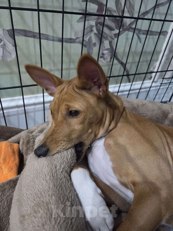 Собаки в Краснодаре: Вольт ждёт новую семью Мальчик, Бесплатно - фото 7