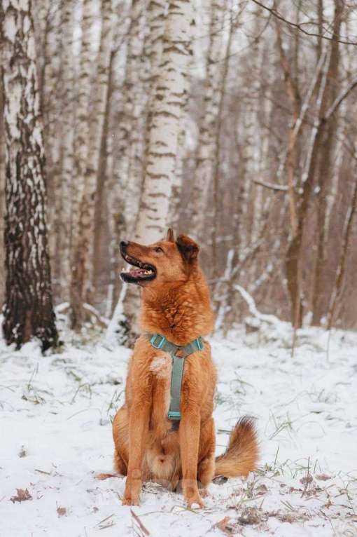 Собаки в Москве: Люмус ищет дом  Мальчик, Бесплатно - фото 4