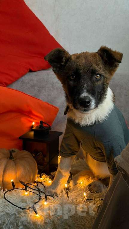 Собаки в Санкт-Петербурге: Щенок Чип Мальчик, Бесплатно - фото 5