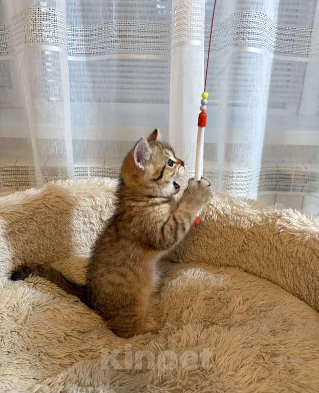 Кошки в Арзамасе: Шотландский золотой  котенок 🥰 Мальчик, 15 000 руб. - фото 1