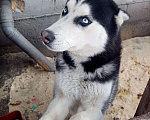 Собаки в Бийске: Вязка сибирский хаски Мальчик, Бесплатно - фото 1