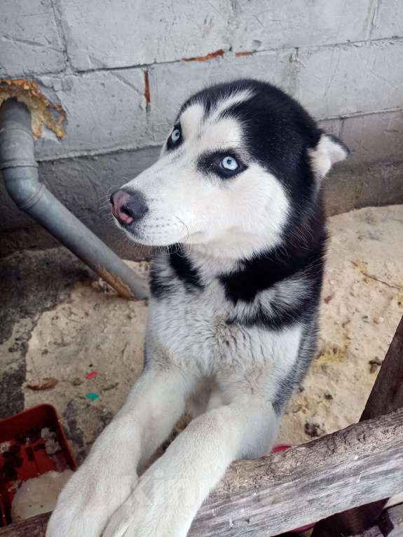 Собаки в Бийске: Вязка сибирский хаски Мальчик, Бесплатно - фото 1